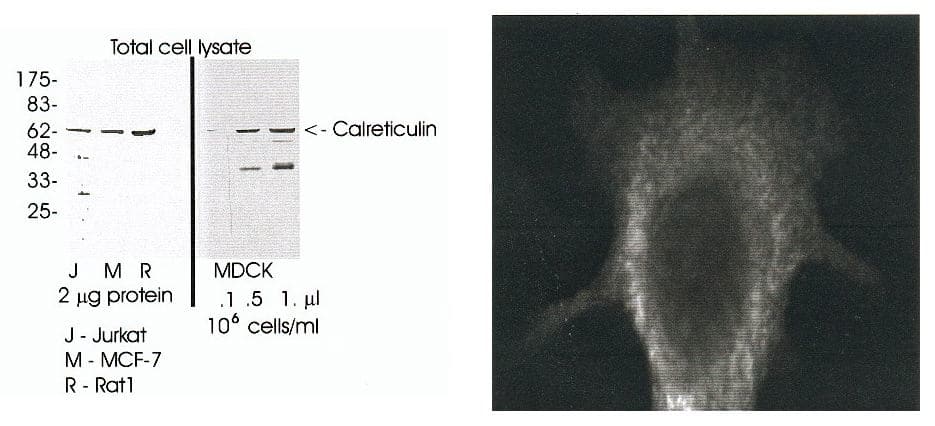 Calreticulin Antibody