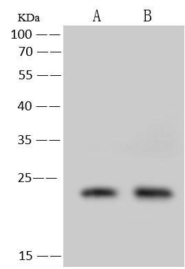 CINP Antibody - Azide and BSA Free