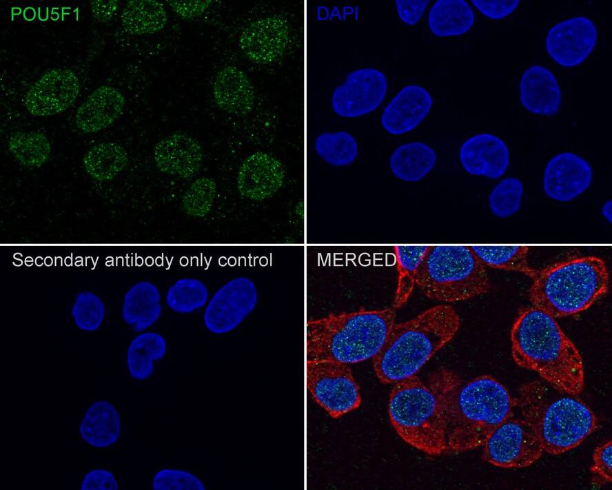 OCT4 Antibody (A3-C11-R)