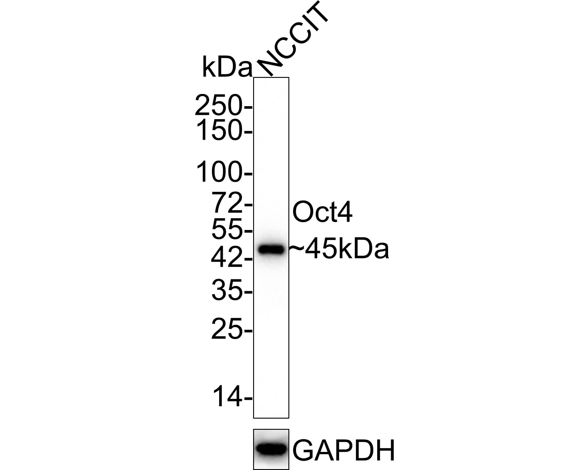 OCT4 Antibody (A3-C11-R)