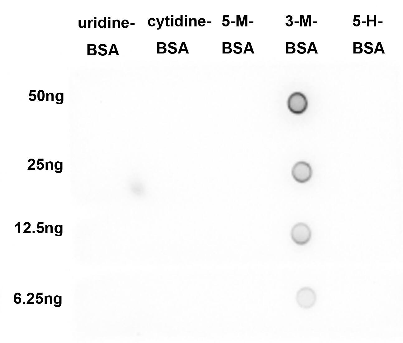 3-methylcytosine (3-mC) Antibody (PSH03-21)
