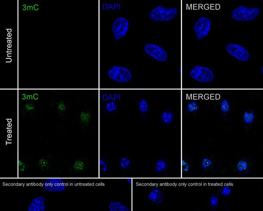 3-methylcytosine (3-mC) Antibody (PSH03-21)