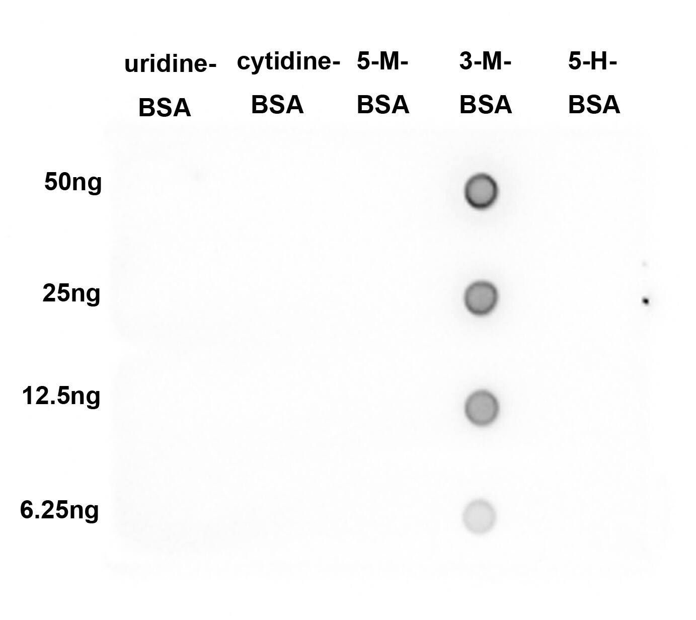 3-methylcytosine (3-mC) Antibody (PSH03-22)