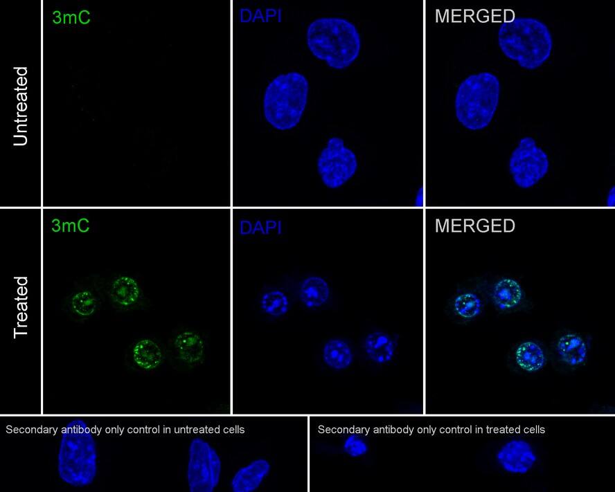 3-methylcytosine (3-mC) Antibody (PSH03-22)