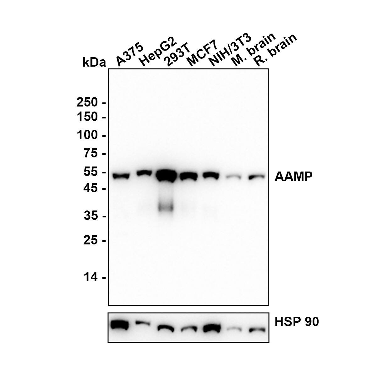 AAMP Antibody (JE64-70) Western Blot: AAMP Antibody (JE64-70) [NBP3-31987]