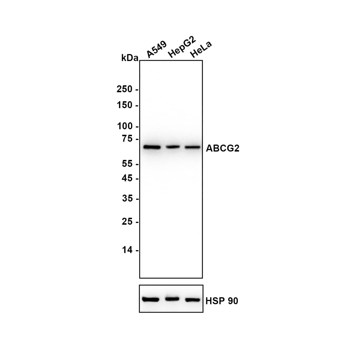 ABCG2/CD338 Antibody (JF0994) Western Blot: ABCG2/CD338 Antibody (JF0994) [NBP3-31988]
