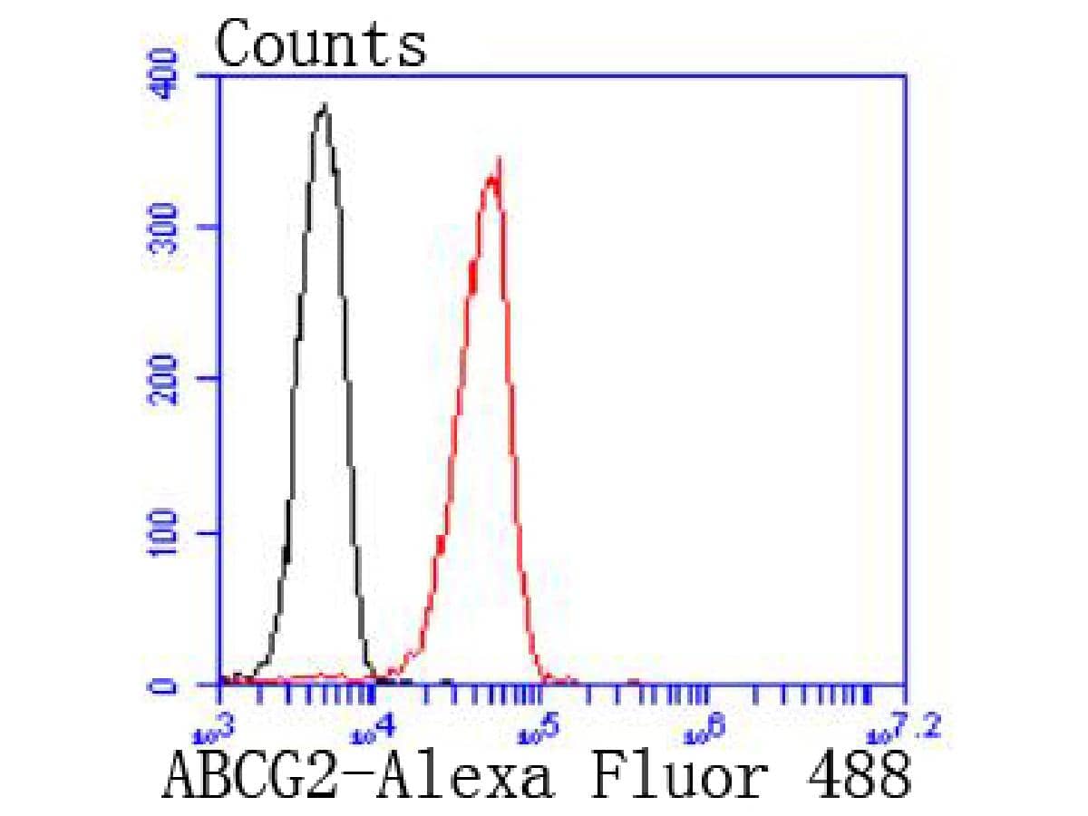 ABCG2/CD338 Antibody (JF0994)
