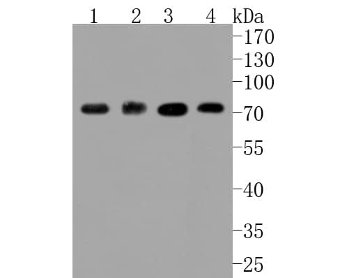 ABCG2/CD338 Antibody (JF0994)