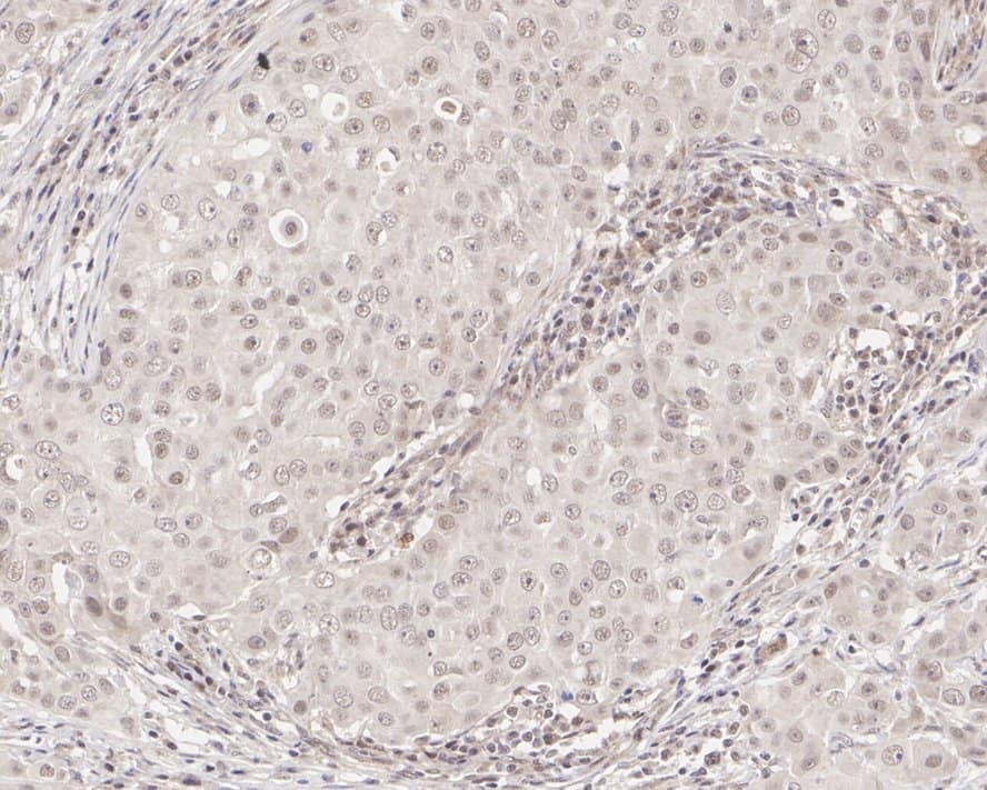 c-Abl Antibody (PSH04-08)