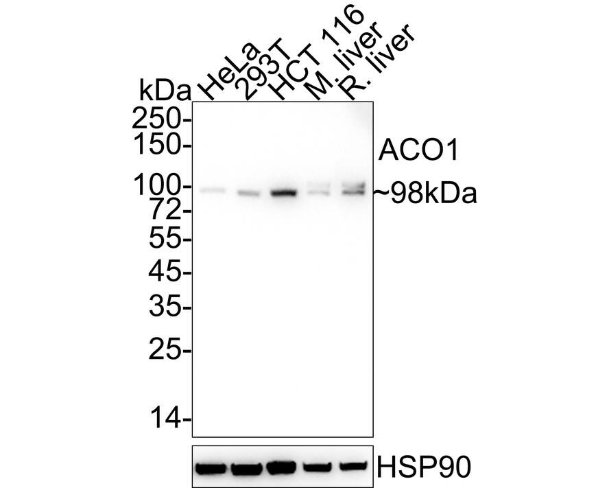 Aconitase 1 Antibody (JE63-98) Western Blot: Aconitase 1 Antibody (JE63-98) [NBP3-31993]