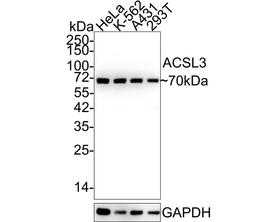 ACSL3 Antibody (A8F6-R)