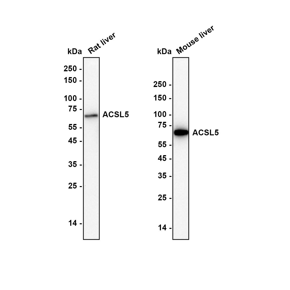 ACSL5 Antibody (A9D4-R) Western Blot: ACSL5 Antibody (A9D4-R) [NBP3-31995]