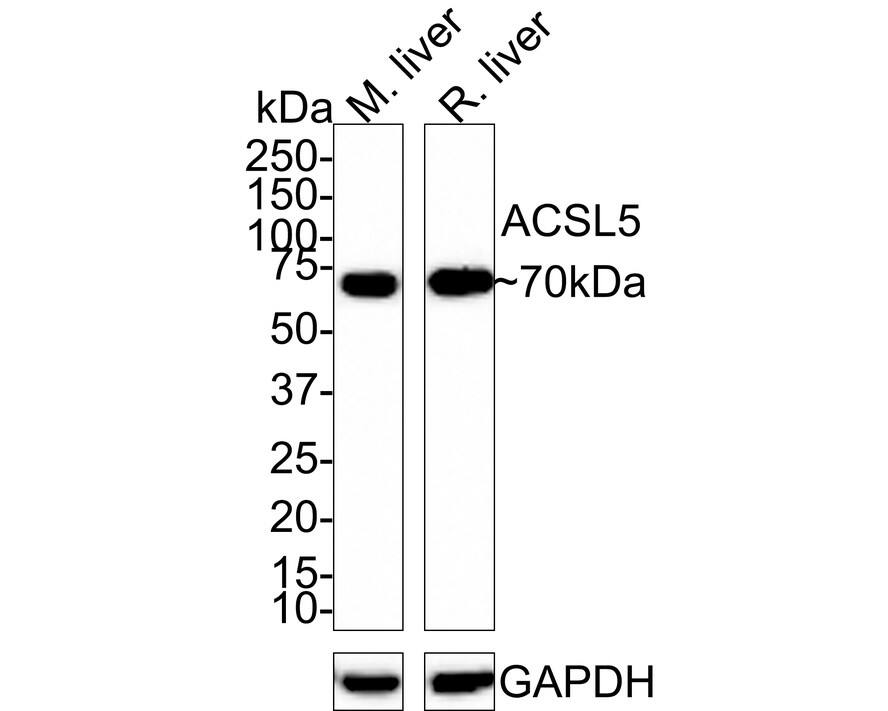 ACSL5 Antibody (A9D4-R)