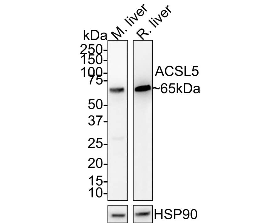 ACSL5 Antibody (A9D3-R) Western Blot: ACSL5 Antibody (A9D3-R) [NBP3-31996]
