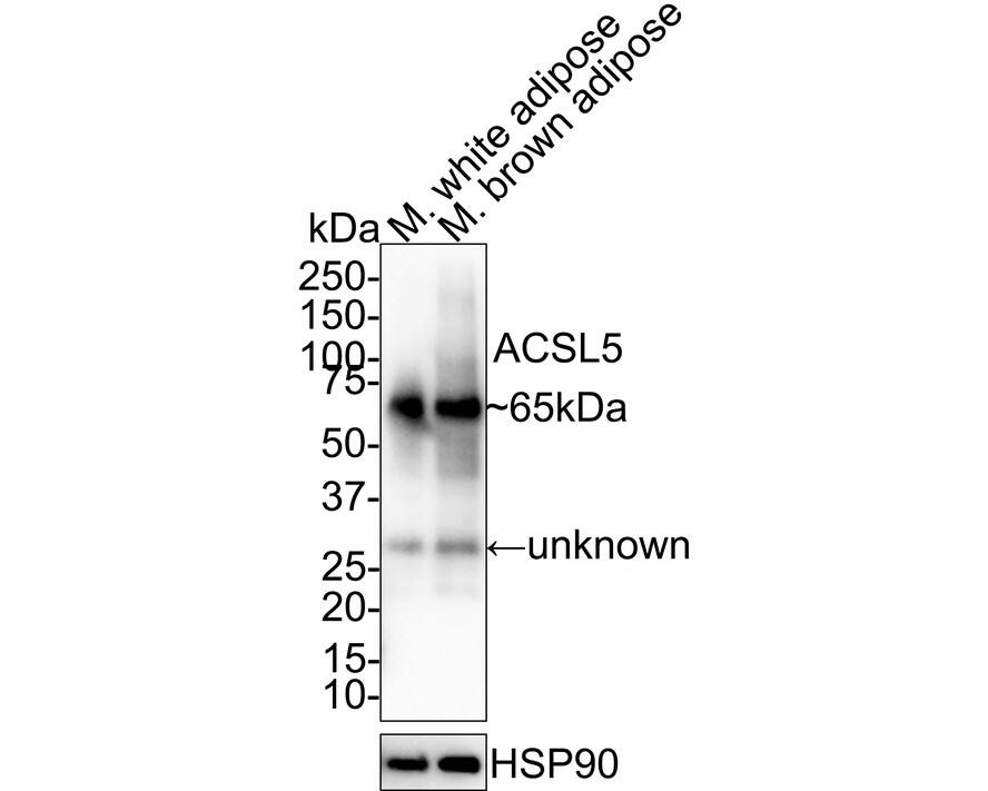 ACSL5 Antibody (A9D3-R) Western Blot: ACSL5 Antibody (A9D3-R) [NBP3-31996]