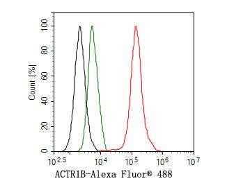 ACTR1B Antibody (JE65-44)