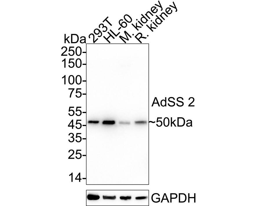 Adenylosuccinate Synthase Antibody (JE64-42) Western Blot: Adenylosuccinate Synthase Antibody (JE64-42) [NBP3-32005]