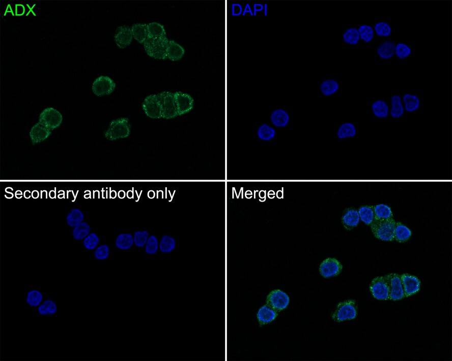 FDX1 Antibody (JE63-56)