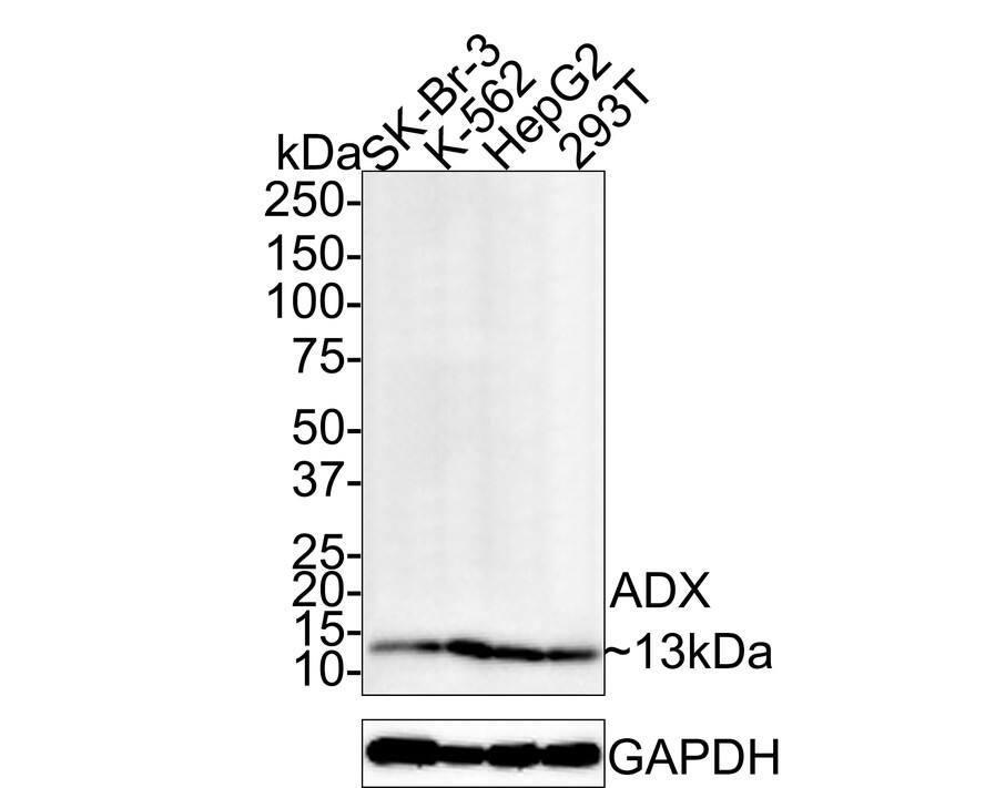 FDX1 Antibody (JE63-56)