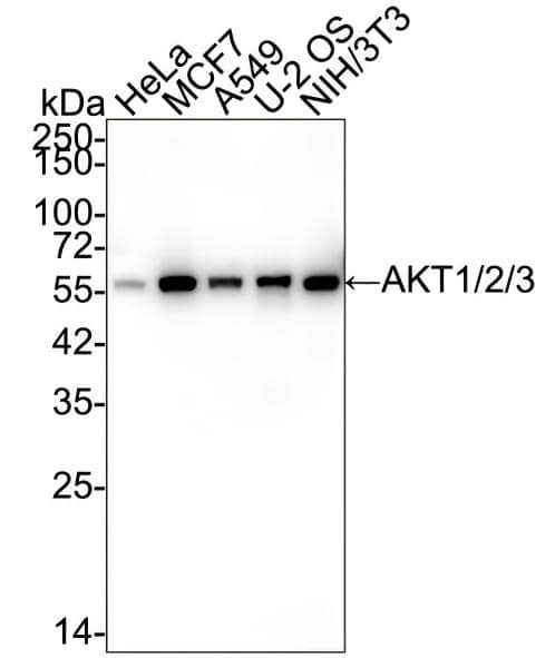 AKT1/2/3 Antibody (JE75-09) Western Blot: AKT1/2/3 Antibody (JE75-09) [NBP3-32017]