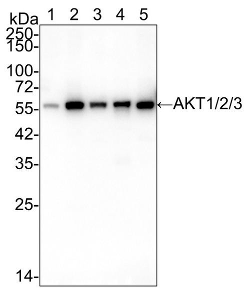 AKT1/2/3 Antibody (JE75-09)