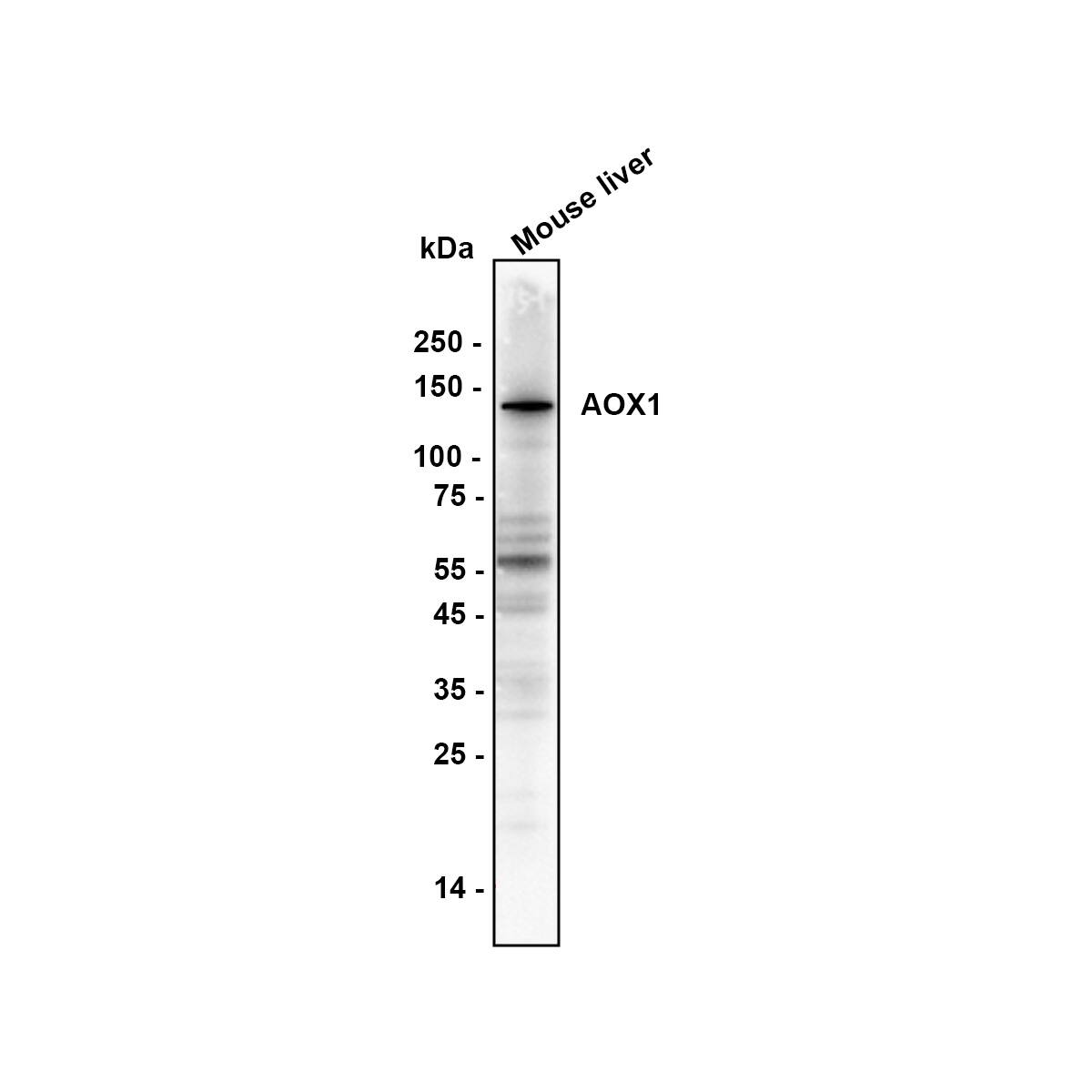 Aldehyde Oxidase 1/AOX1 Antibody (PSH0-17) Western Blot: Aldehyde Oxidase 1/AOX1 Antibody (PSH0-17) [NBP3-32018]