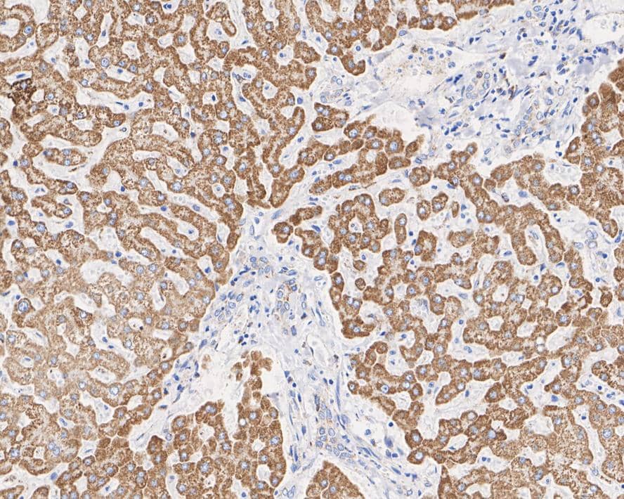ALDH2 Antibody (7-D8-R)