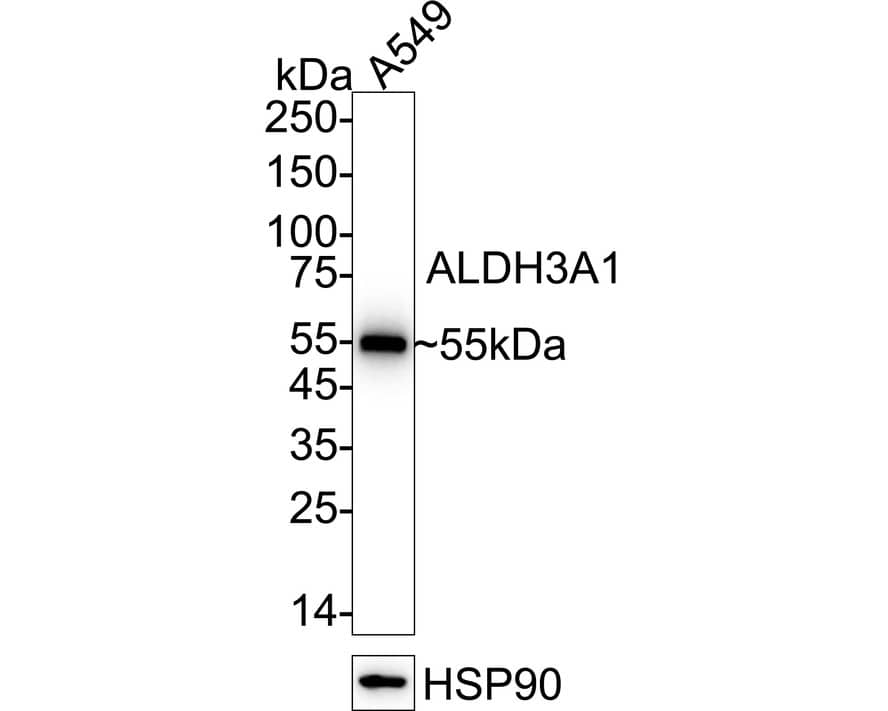 Aldehyde Dehydrogenase 3-A1/ALDH3A1 Antibody (PD00-73) Western Blot: Aldehyde Dehydrogenase 3-A1/ALDH3A1 Antibody (PD00-73) [NBP3-32023]