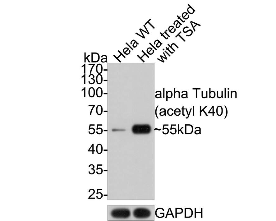 Tubulin alpha-1B [ac Lys40] Antibody (PSH0-13)