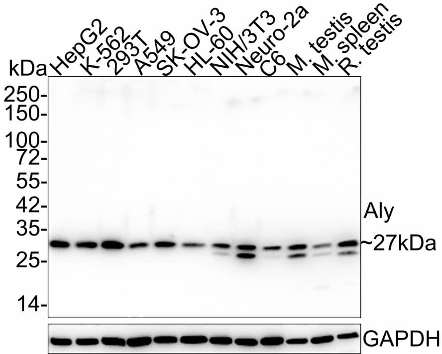 Aly Antibody (JE36-45)