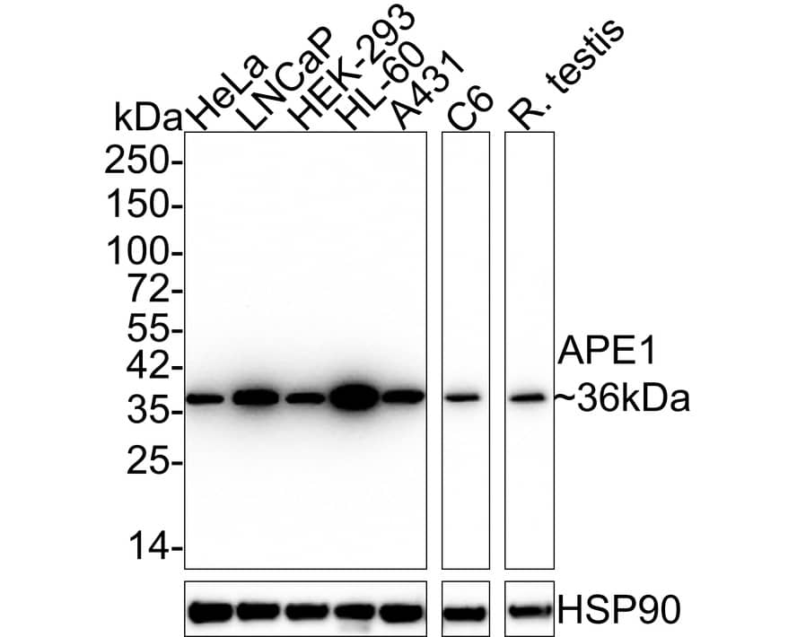 APE Antibody (12H1-R)