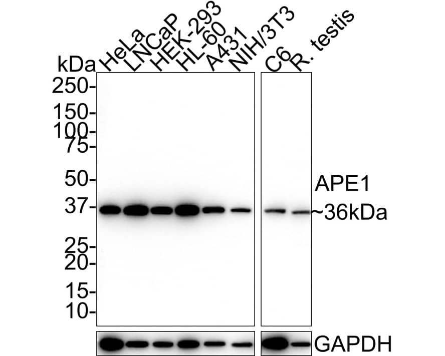 APE Antibody (12H2-R)