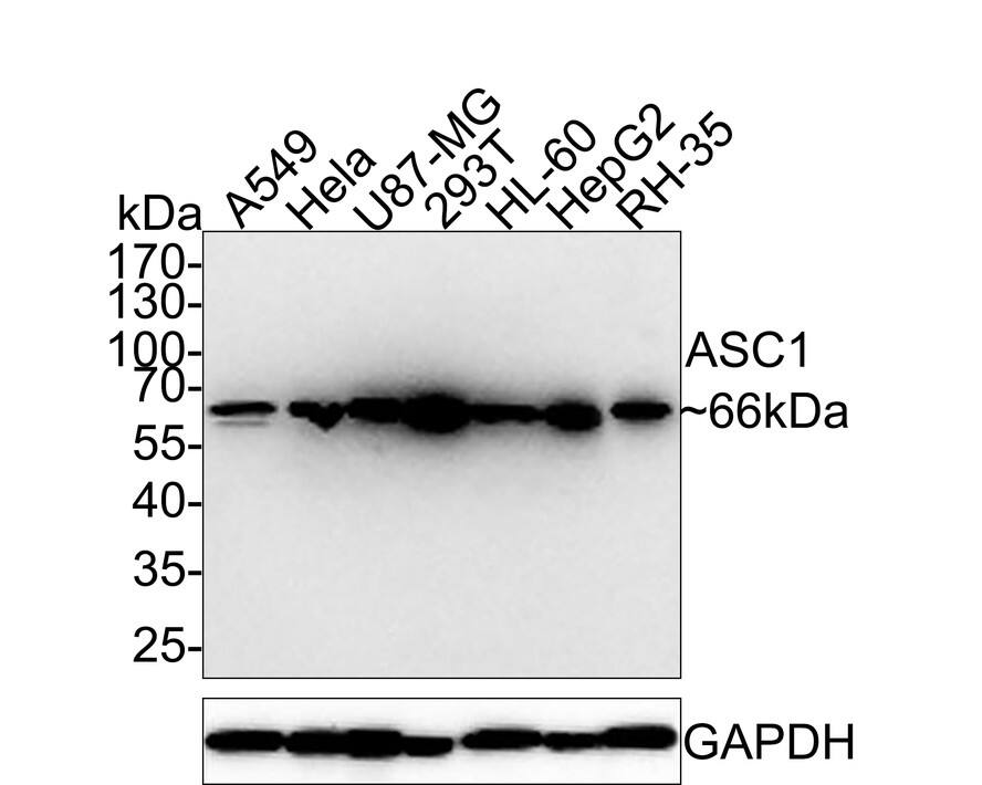 ASC1 Antibody (PSH0-26)