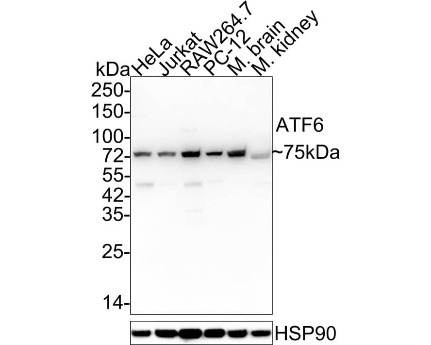 ATF6 Antibody (8D3-R) Western Blot: ATF6 Antibody (8D3-R) [NBP3-32054]