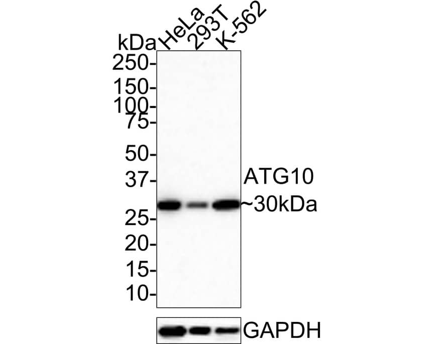 ATG10 Antibody (JE59-86)