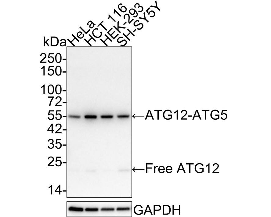 ATG12 Antibody (JE30-61)