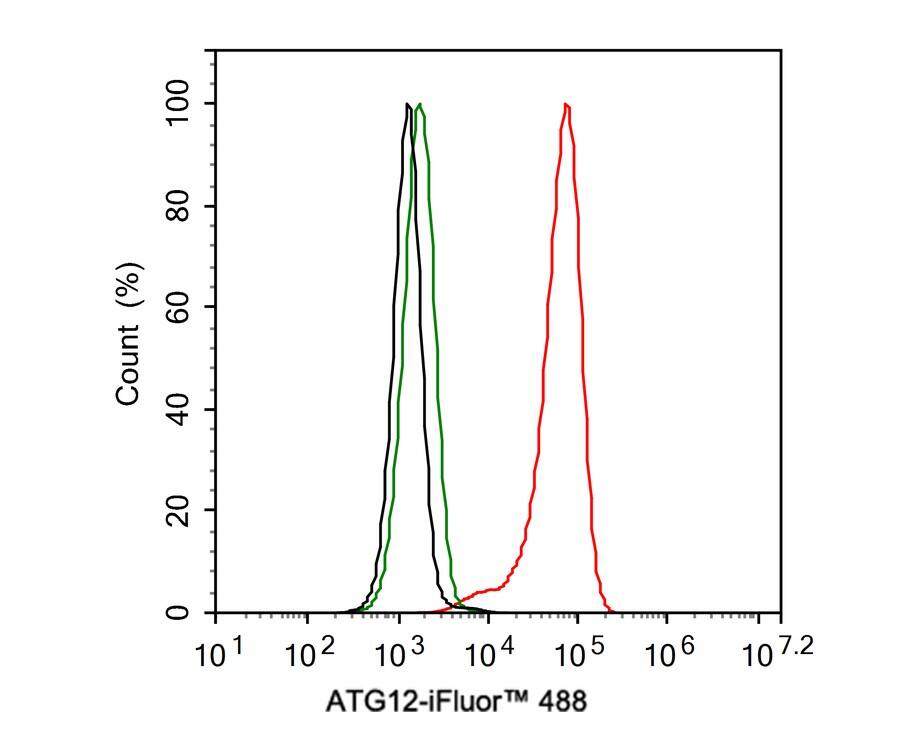 ATG12 Antibody (JE30-61)