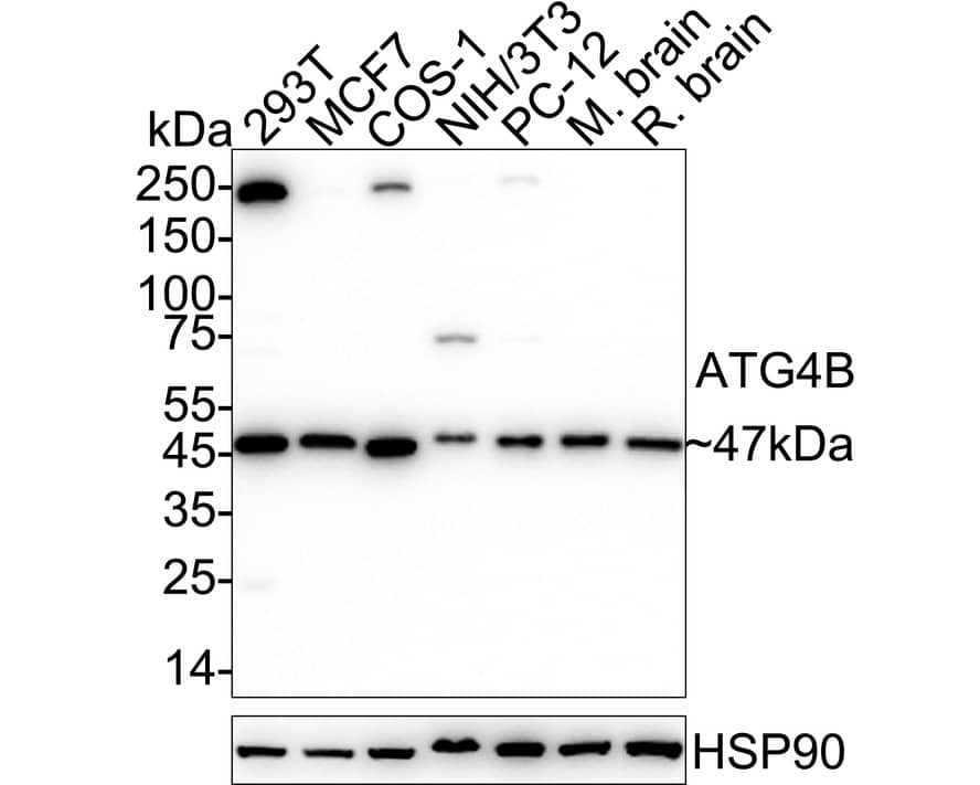 ATG4B Antibody (PSH02-53) Western Blot: ATG4B Antibody (PSH02-53) [NBP3-32058]