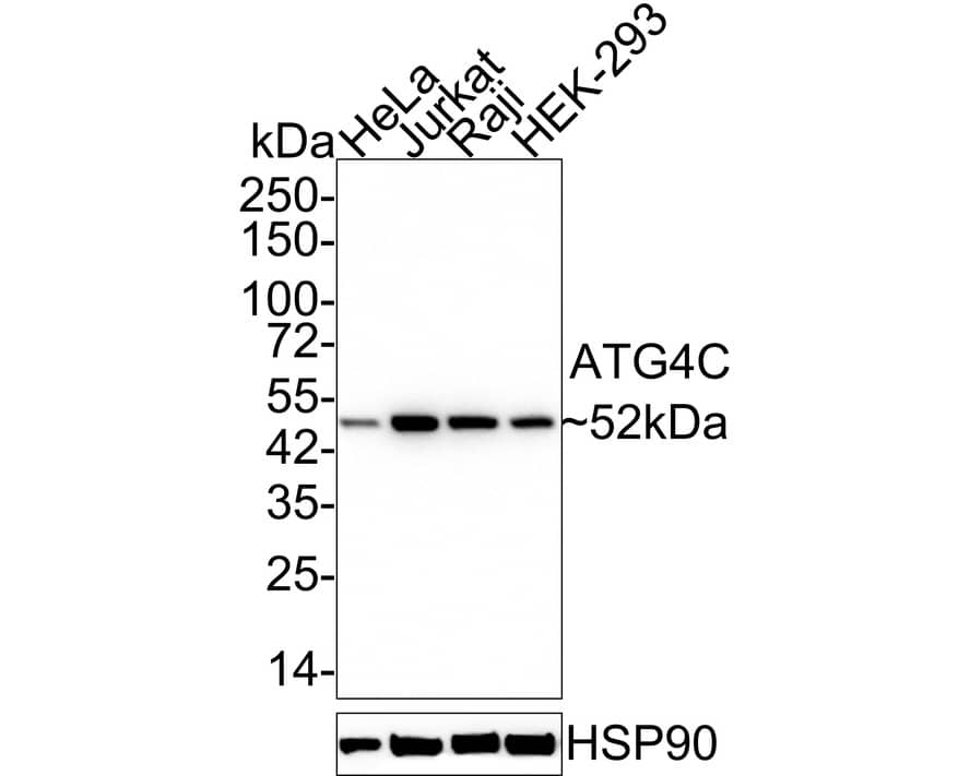 ATG4C Antibody (JE59-99)