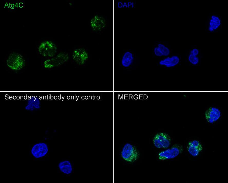 ATG4C Antibody (JE59-99)