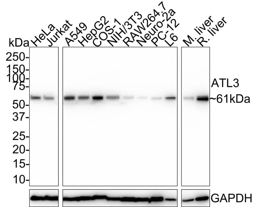 Atlastin-3 Antibody (PSH02-47)