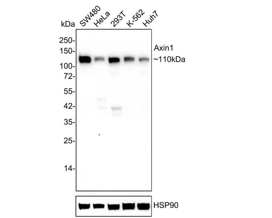 Axin-1 Antibody (PSH03-00)