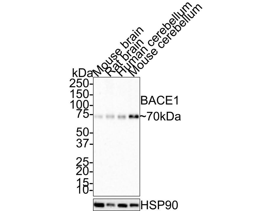 BACE-1 Antibody (JE30-40)