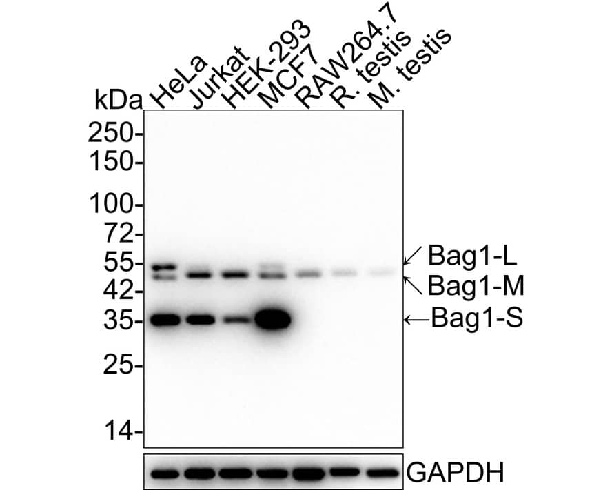 Bag-1 Antibody (JE63-22)