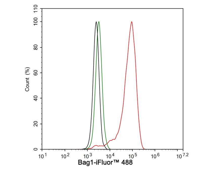 Bag-1 Antibody (JE63-22)