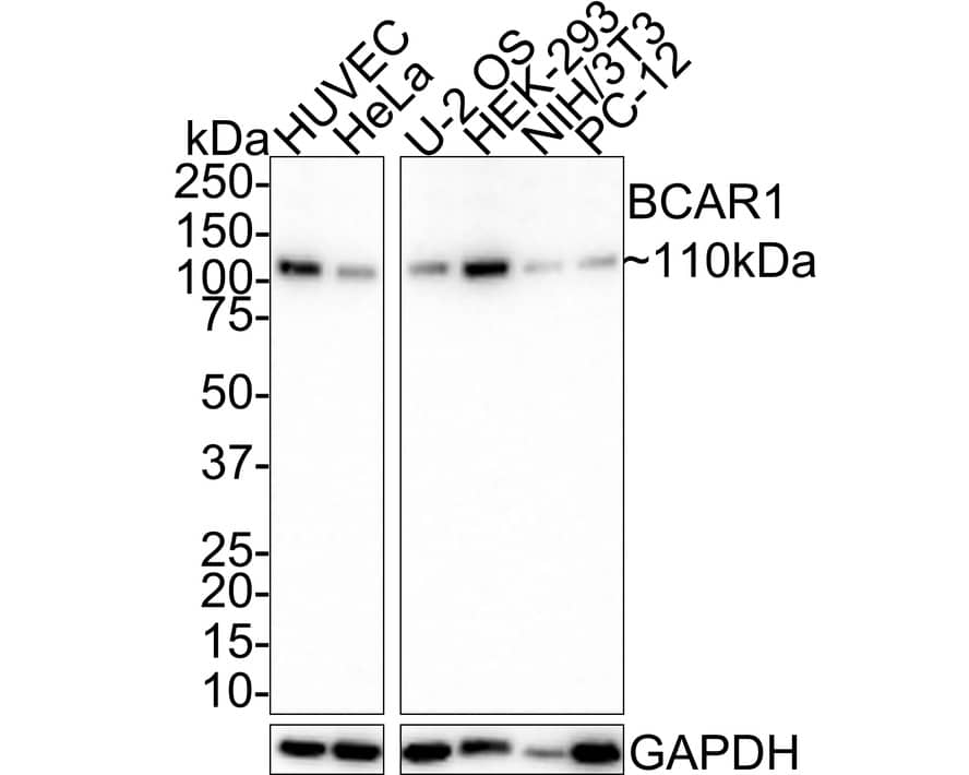 p130Cas/BCAR1 Antibody (JE36-56)