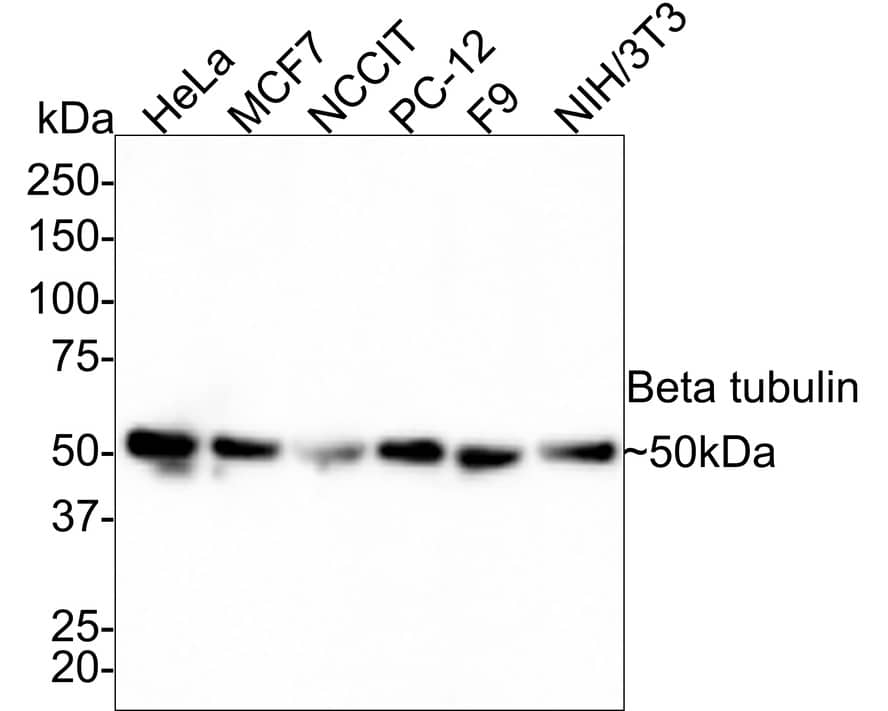 beta Tubulin Antibody (1-B11-R)