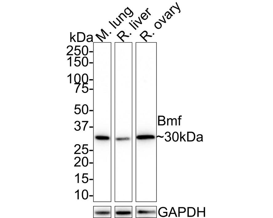 Bmf Antibody (JE33-57) Western Blot: Bmf Antibody (JE33-57) [NBP3-32085]