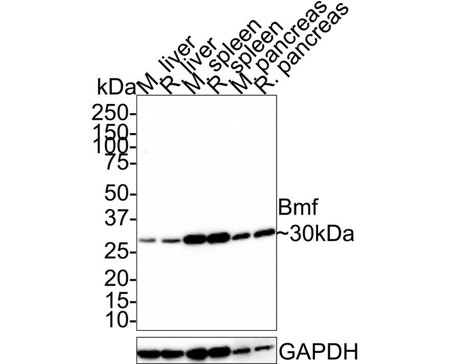 Bmf Antibody (JE33-57)