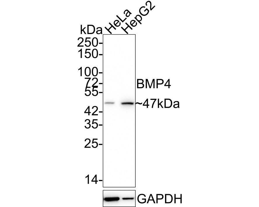 BMP-4 Antibody (JE42-44)